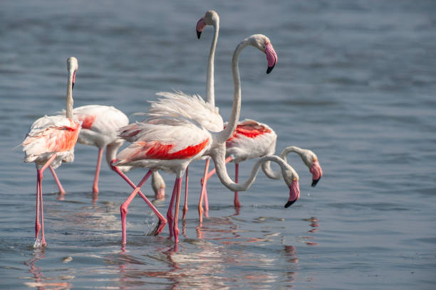 istock Greater Flamingo walks in water (Phoenicopterus roseus) 1225576777