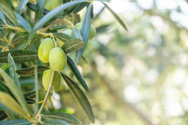 olives vertes sur l’arbre - spanish olive photos et images de collection