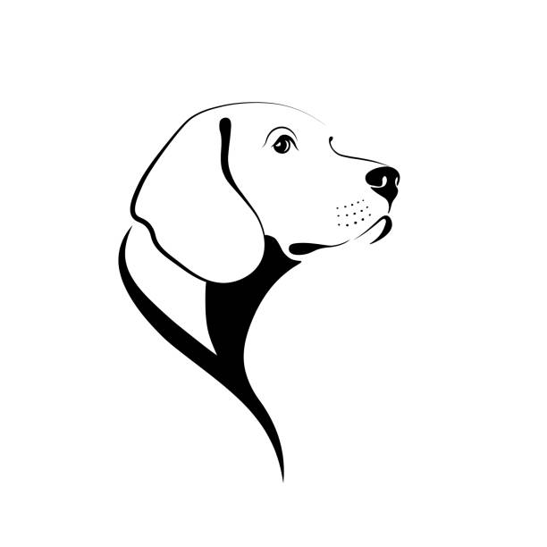 Dog portrait Beagle dog head black sketch isolated on white background. Vector illustration weimaraner dog animal domestic animals stock illustrations