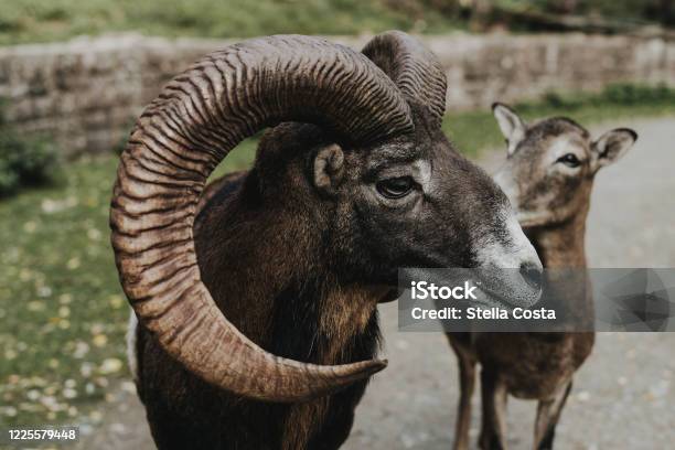 Mouflon Stock Photo - Download Image Now - Hagenbeck Zoo, Mouflon, Animal