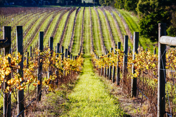 istock Yarra Valley Vineyard in Australia 1225581918