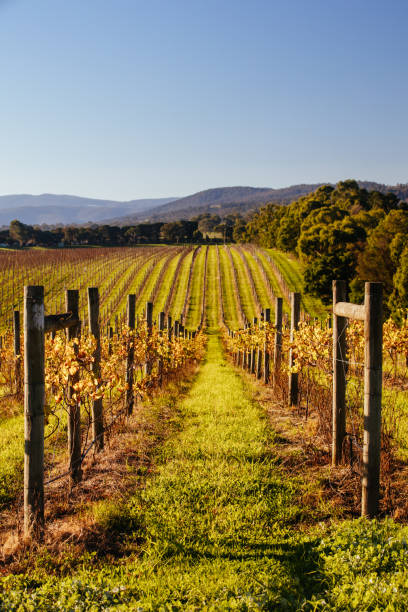 istock Yarra Valley Vineyard in Australia 1225581923