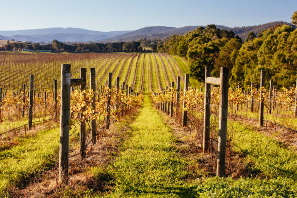 istock Yarra Valley Vineyard in Australia 1225581926