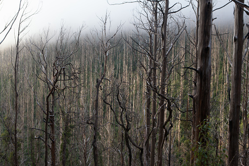 Landscape devastated in the Black Saturday bushfires near Lake Mountain Alpine Resort in Victoria, Australia