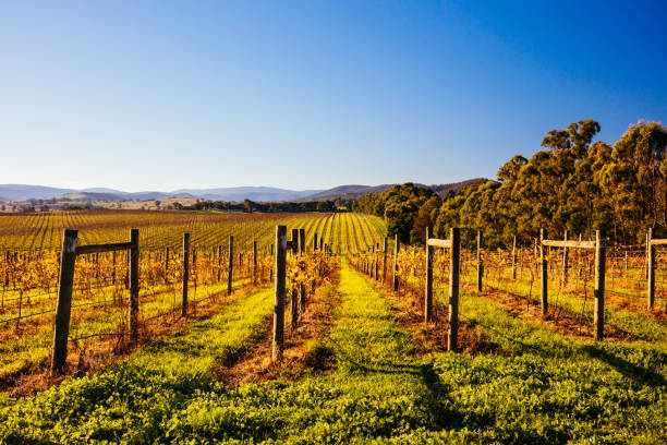 istock Yarra Valley Vineyard in Australia 1225581932