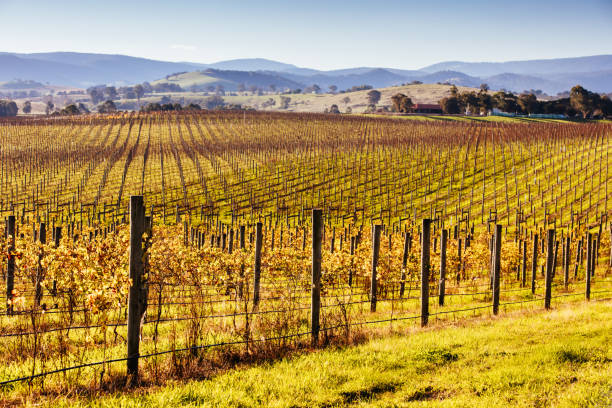 istock Yarra Valley Vineyard in Australia 1225581949