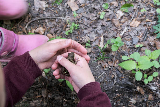 istock Young person cupping a frog in their hand 1225581990