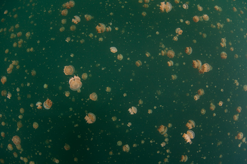 Millions of Golden jellyfish, Mastigias papua etpisonii, swim in Palau's famous Jellyfish Lake. The jellyfish population grows with cooler water temperature and falls with warmer temperatures.