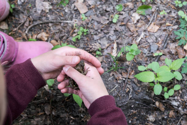 istock Person carefully holding a frog in their hand 1225582042