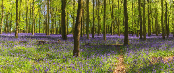 istock Bluebells In An English Beechwood 1225582551