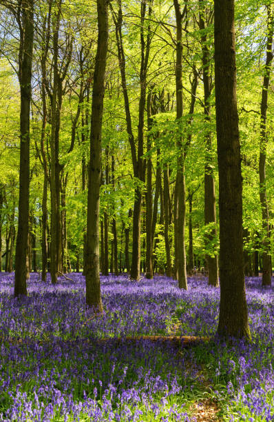 istock Bluebells In An English Beechwood 1225582602
