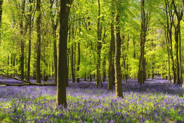 istock Bluebells In An English Beechwood 1225582696