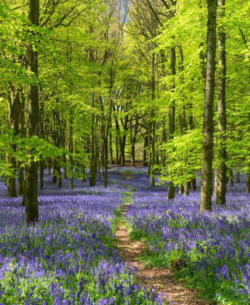 istock Bluebells In An English Beechwood 1225582698