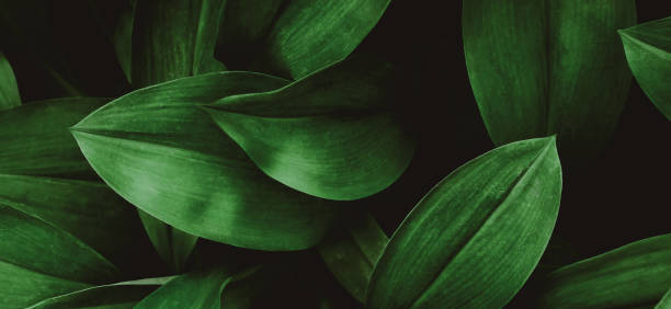 istock green leaves for background and wallpaper 1225582730
