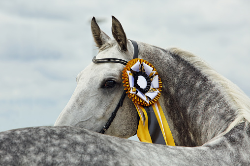 look back portrait of a beautiful grey andalusian dressage horse with winner rosette