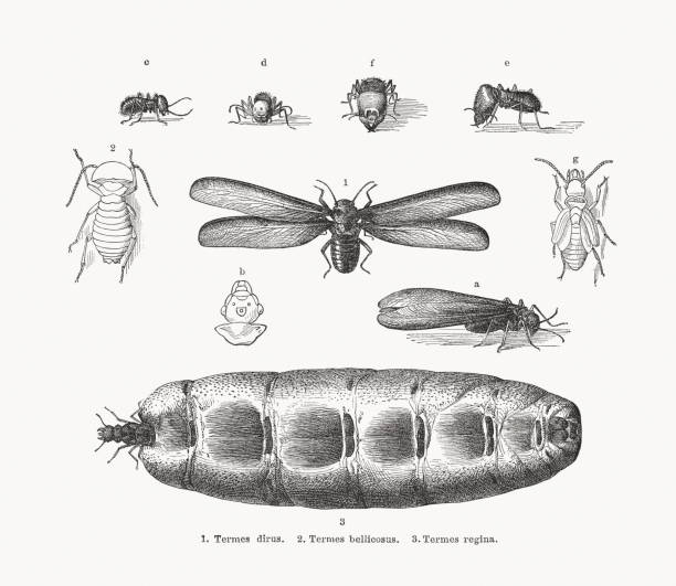 Diverse termiti, wood engravings, published in 1884 Diverse termiti: 1) Mound-building termites ( Syntermes dirus termite, orTermes dirus), a-side view, b-head, c, d-worker, e, f-soldier; 2) Macrotermes bellicosus (orTermes bellicosus), worker, g-nymph; 3) Queen of 2 (Termes regina). Wood engravings, published in 1884. termite queen stock illustrations