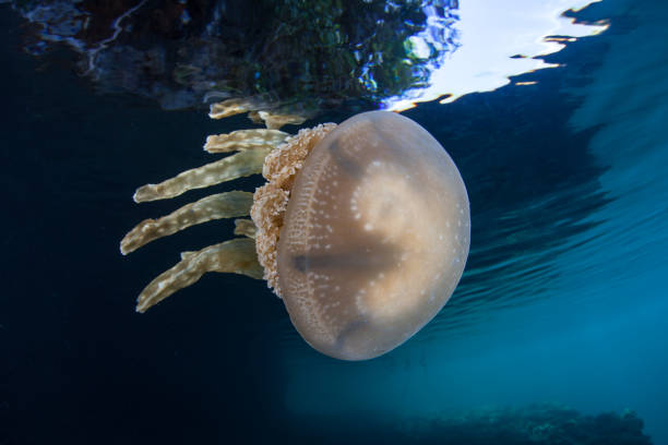 istock Jellyfish in Palau's Lagoon 1225583569