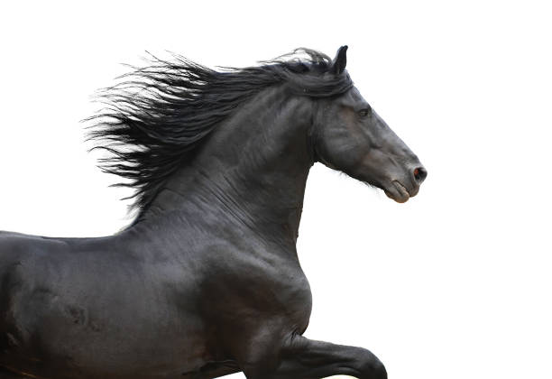 cheval noir de frise de galop sur le blanc - horse black stallion friesian horse photos et images de collection