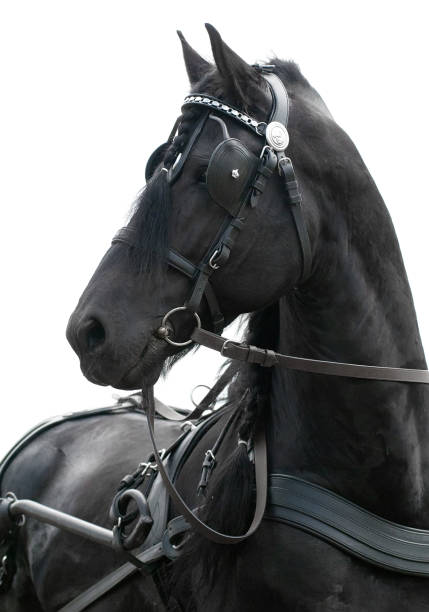 verticale noire conduite de calèche frissienne - horse black stallion friesian horse photos et images de collection