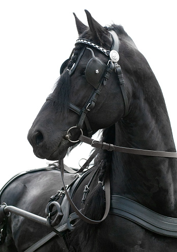 Black friesian horse carriage driving harness outdoor