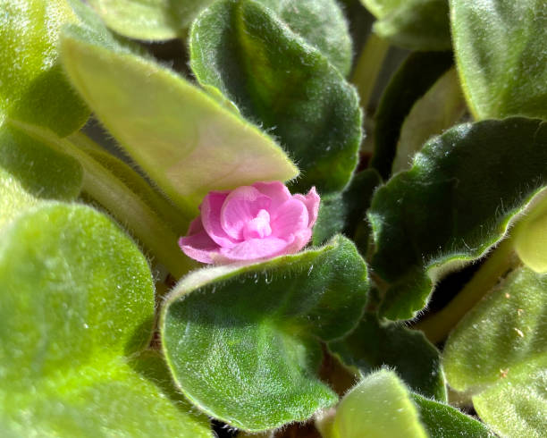 blühende violett saintpaulias, allgemein bekannt als afrikanisches violett. topfpflanze. - gloxinia stock-fotos und bilder