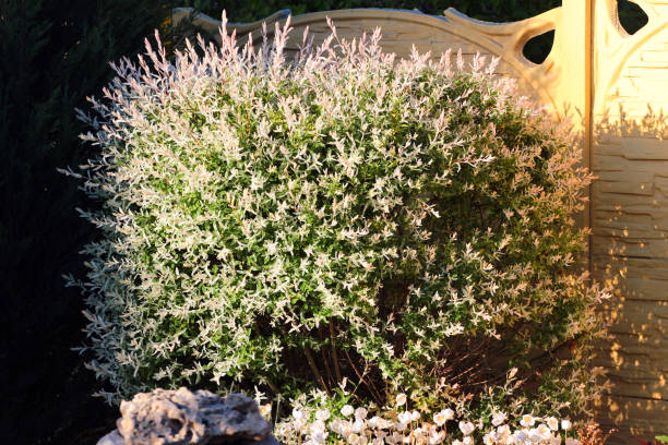 Hakuro Nishiki (Salix Integra) dappled willow tree in a garden