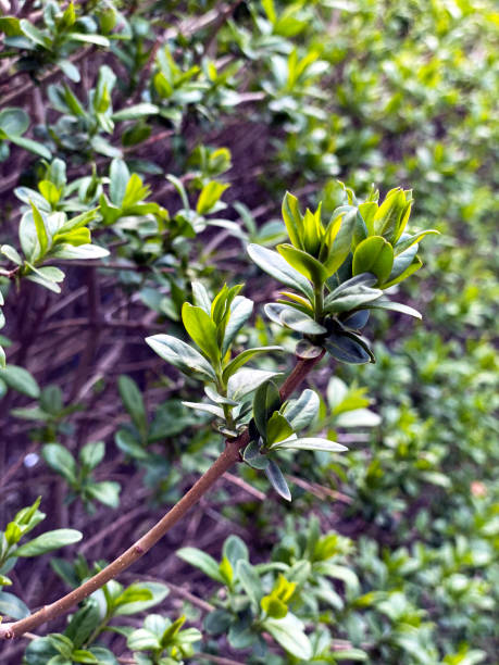 istock Fresh green leaves on the branches from put forth fresh leaves on tree in nature background 1225585377