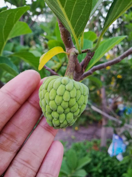 istock one small custard apple on the tree, Thailand 1225585457