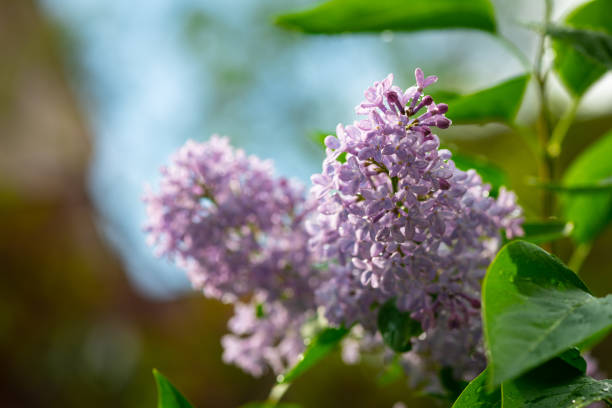 Lilac garden trees under the rain nature spring time with free space text