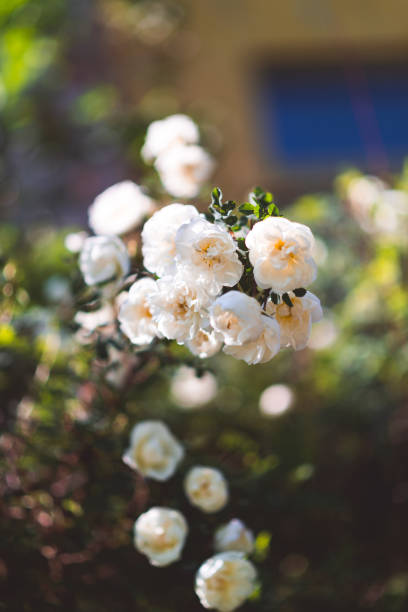 Spring background. Flowering and awakening.