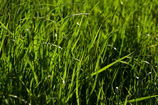 Green juicy grass in the rays of light