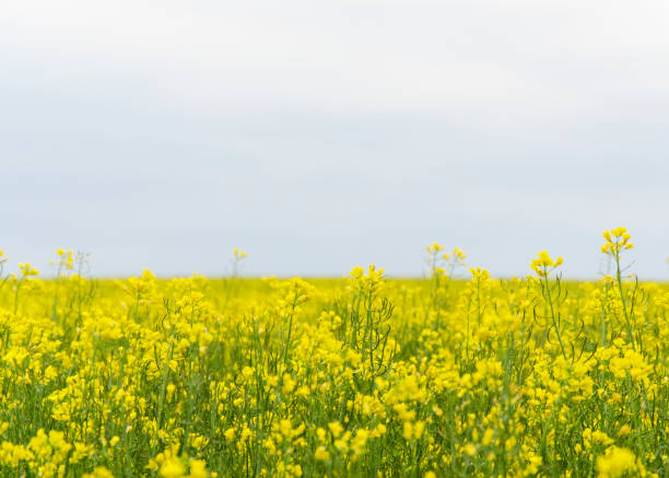 istock yellow rapeseed flowers (lat. Brassica get drunk) against a blue sky 1225587278