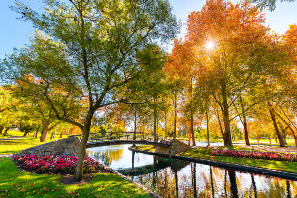 парк раймилл с мостом через пруд в городе аделаида - idyllic park formal garden nobody стоковые фото и изображения