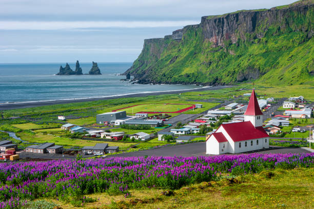 View of basalt stacks Reynisdrangar, black sand beach near Vik and violet lupine flowers and lonely church, South Iceland, summer time View of basalt stacks Reynisdrangar, black sand beach near Vik and violet lupine flowers and lonely church, South Iceland lupine flower photos stock pictures, royalty-free photos & images