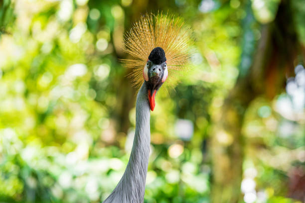 istock Crowned Crane walks along a path in a green park. Bird watching 1225587663