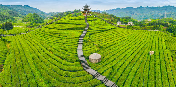 istock Aerial view green tea farm 1225588045