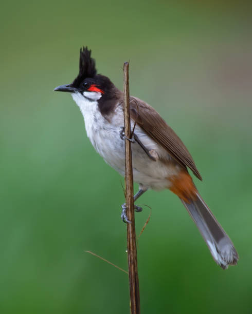 istock Red-whiskered Bulbul, Pycnonotus jocosus 1225588699