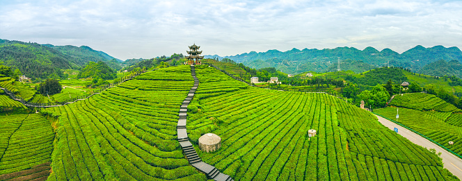 Aerial view green tea farm
