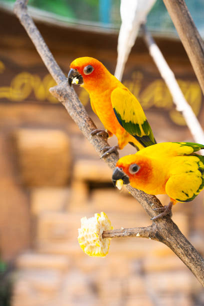 istock Pair of lovebird a bright orange parrots eating corn. Bird watching 1225589085