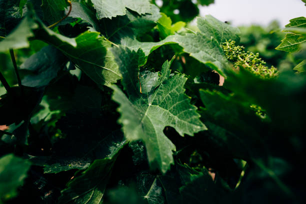 weinfelder - grape leaf stock-fotos und bilder