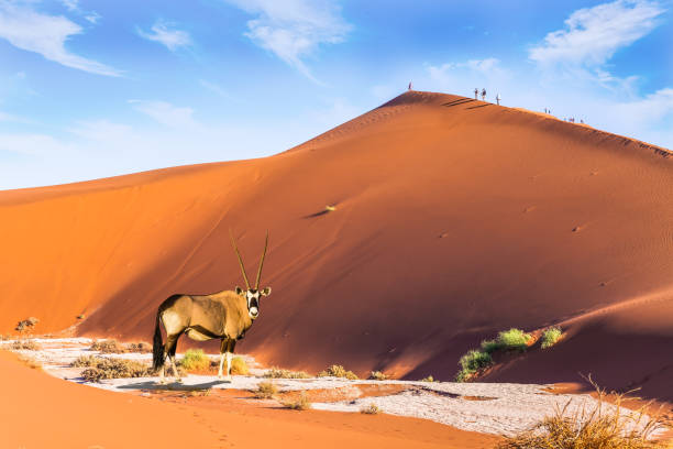 istock The black-white face Antelope Oryx 1225589364