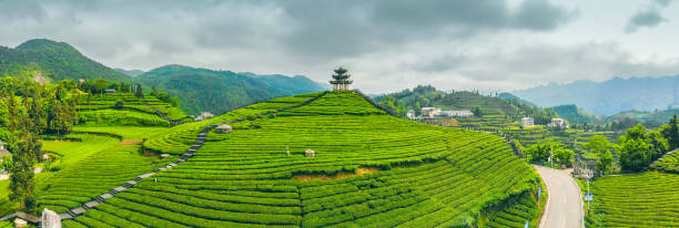 istock Aerial view green tea farm 1225589446