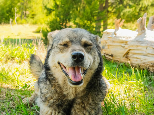 istock Smiling dog in a forest 1225590679