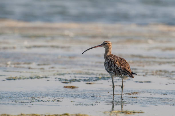 istock Whimbrel in its natural habitat (Numenius phaeopus) 1225591256