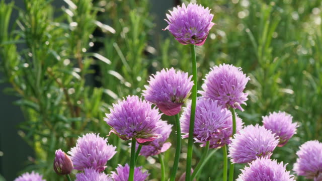 Lush flowering chives, early morning