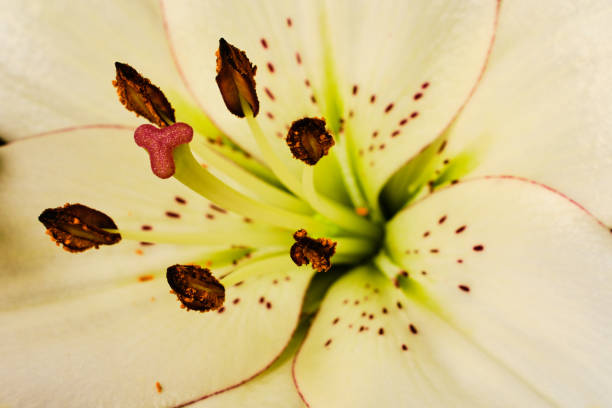 istock Beautiful blooming white lilly flower macro detail - purity abstract 1225592568