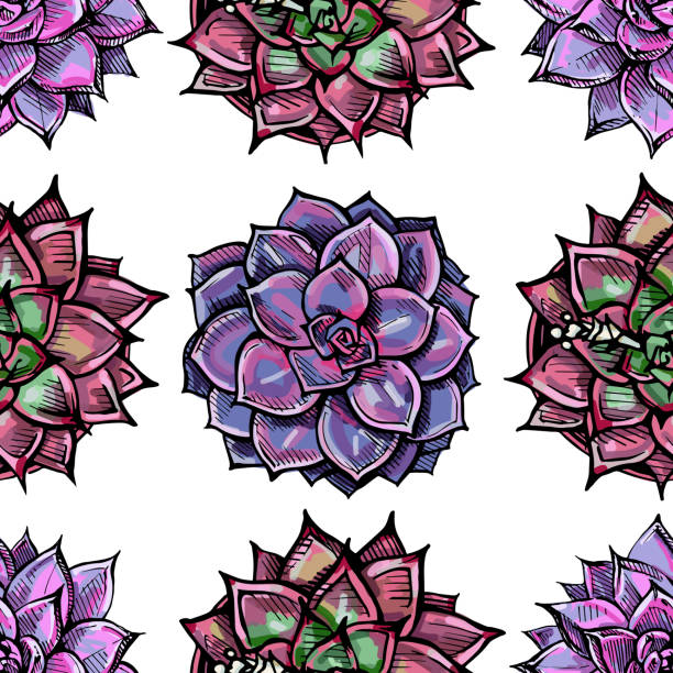 Seamless pattern with handdrawn succulents on white background Seamless pattern with colored hand drawn succulents on white background. Suitable for packaging, wrappers, surface and fabric design echeveria stock illustrations