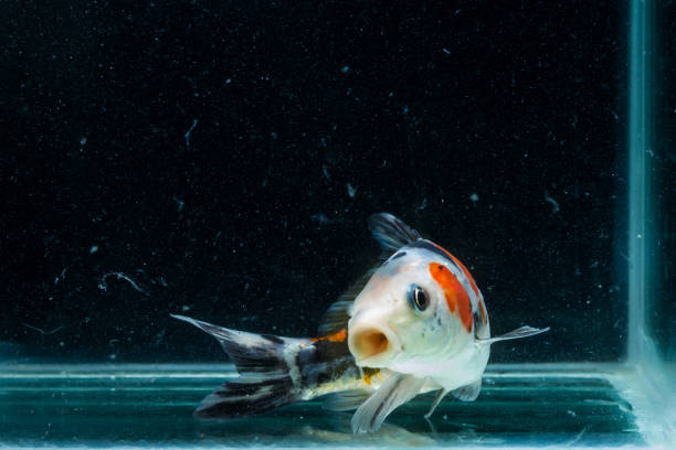 istock Koi Fish Swimming in Aquarium 1225593555