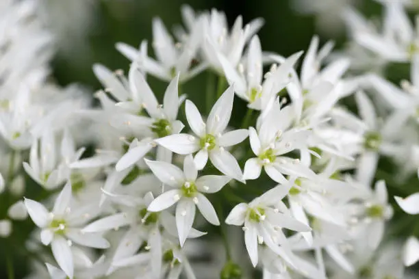 Allium ursinum wild flowering garlic close up of white flower head