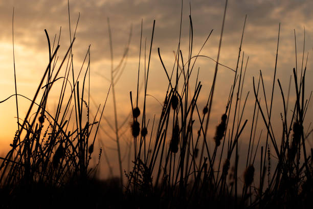 istock Tall field grass in the rays of the setting sun 1225594170